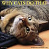 image Why Cats Do That 2027 Wall Calendar Main Product Image