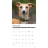 image Just Whippets 2027 Wall Calendar Second Alternate Image