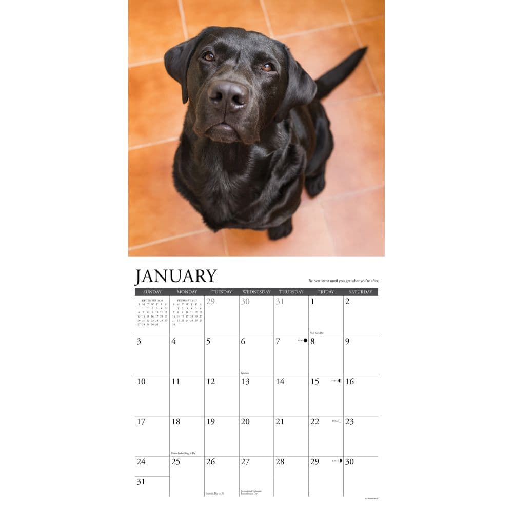 What Labs Teach Us 2027 Wall Calendar Second Alternate Image