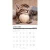 image What Kittens Teach Us 2027 Wall Calendar Second Alternate Image