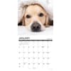 image What Goldens Teach Us 2027 Wall Calendar Second Alternate Image