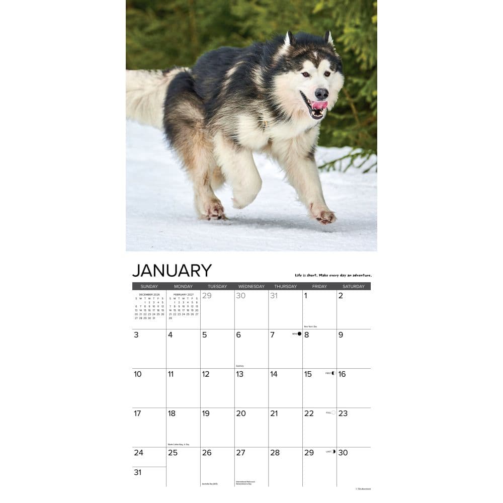 What Dogs Teach Us 2027 Wall Calendar Second Alternate Image