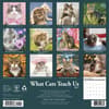 image What Cats Teach Us 2027 Wall Calendar First Alternate Image