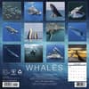 image Whales 2027 Wall Calendar First Alternate Image