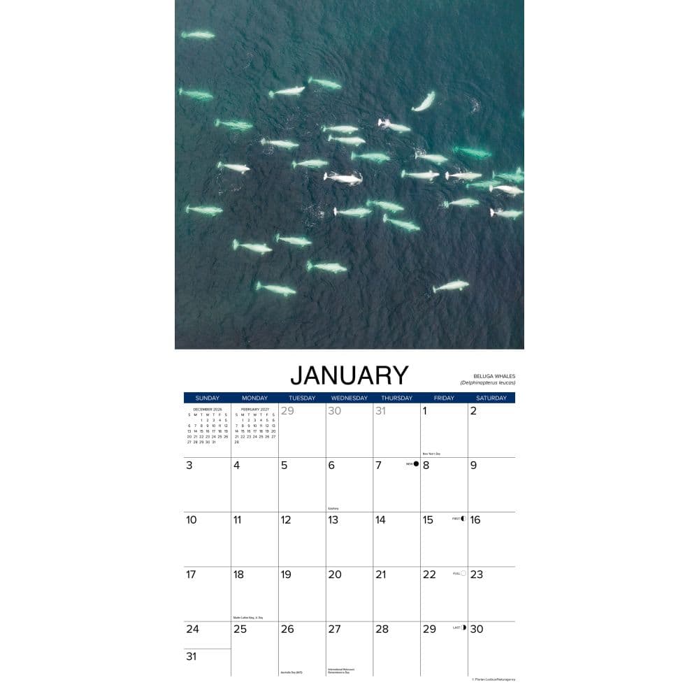 Whales 2027 Wall Calendar Second Alternate Image