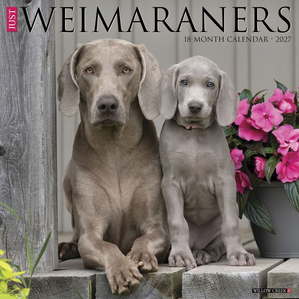 Just Weimaraners 2027 Wall Calendar Main Product Image