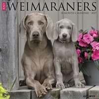 image Just Weimaraners 2027 Wall Calendar Main Product Image