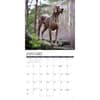 image Just Weimaraners 2027 Wall Calendar Second Alternate Image