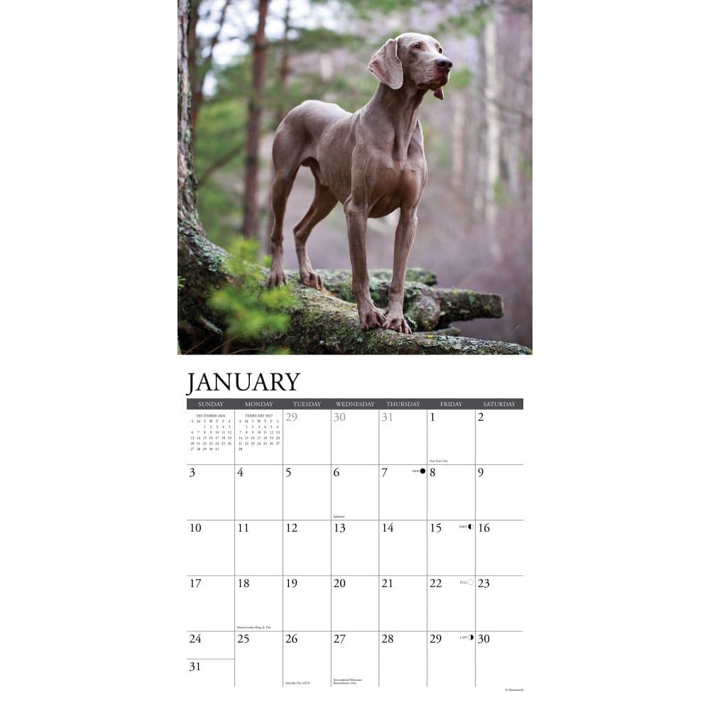 Just Weimaraners 2027 Wall Calendar Second Alternate Image