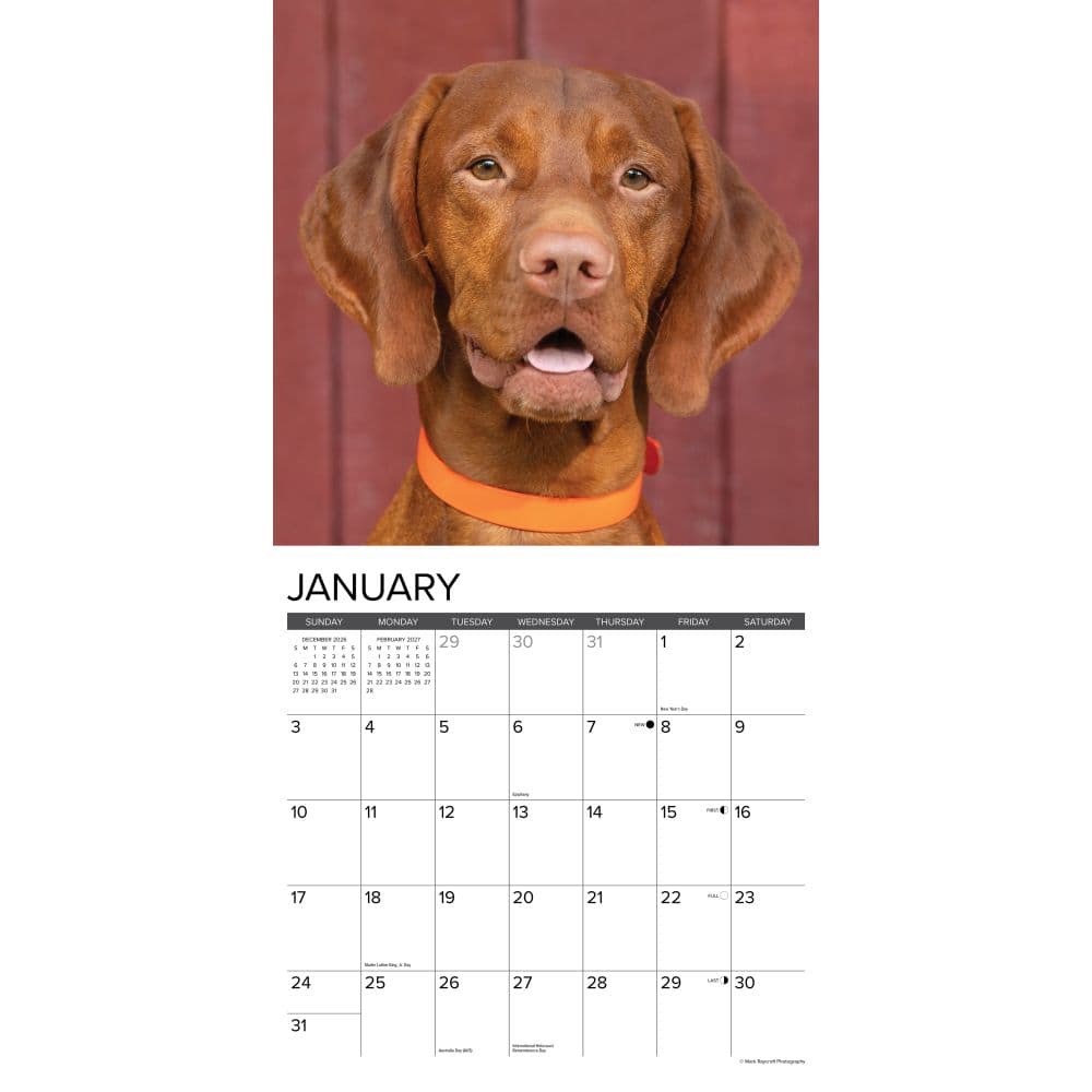 Just Vizslas 2027 Wall Calendar Second Alternate Image