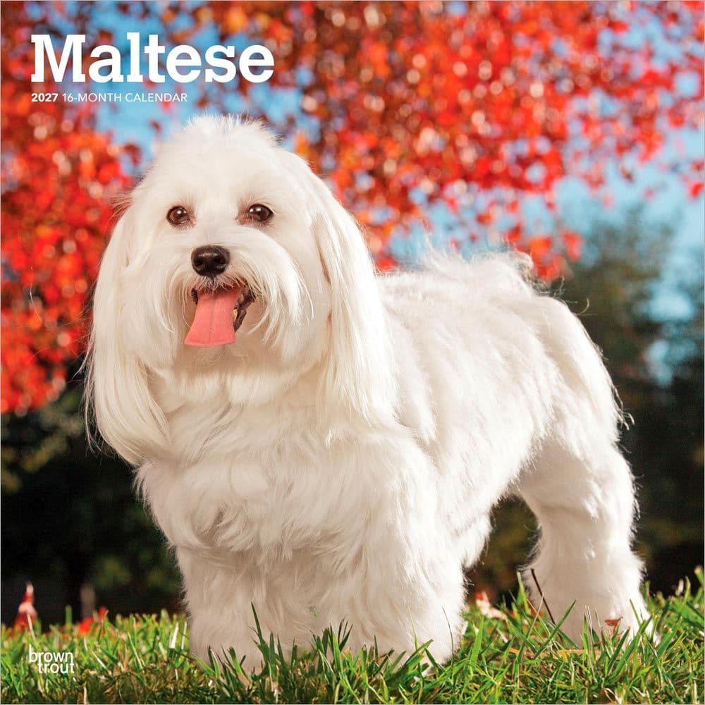 image Maltese 2027 Wall Calendar Main Product Image