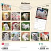image Maltese 2027 Wall Calendar First Alternate Image