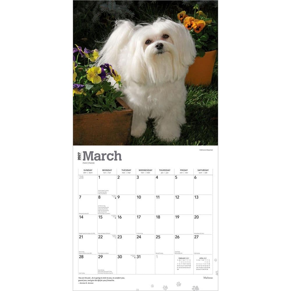 Maltese 2027 Wall Calendar Second Alternate Image