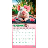 image Pigsty 2027 Wall Calendar Third Alternate Image