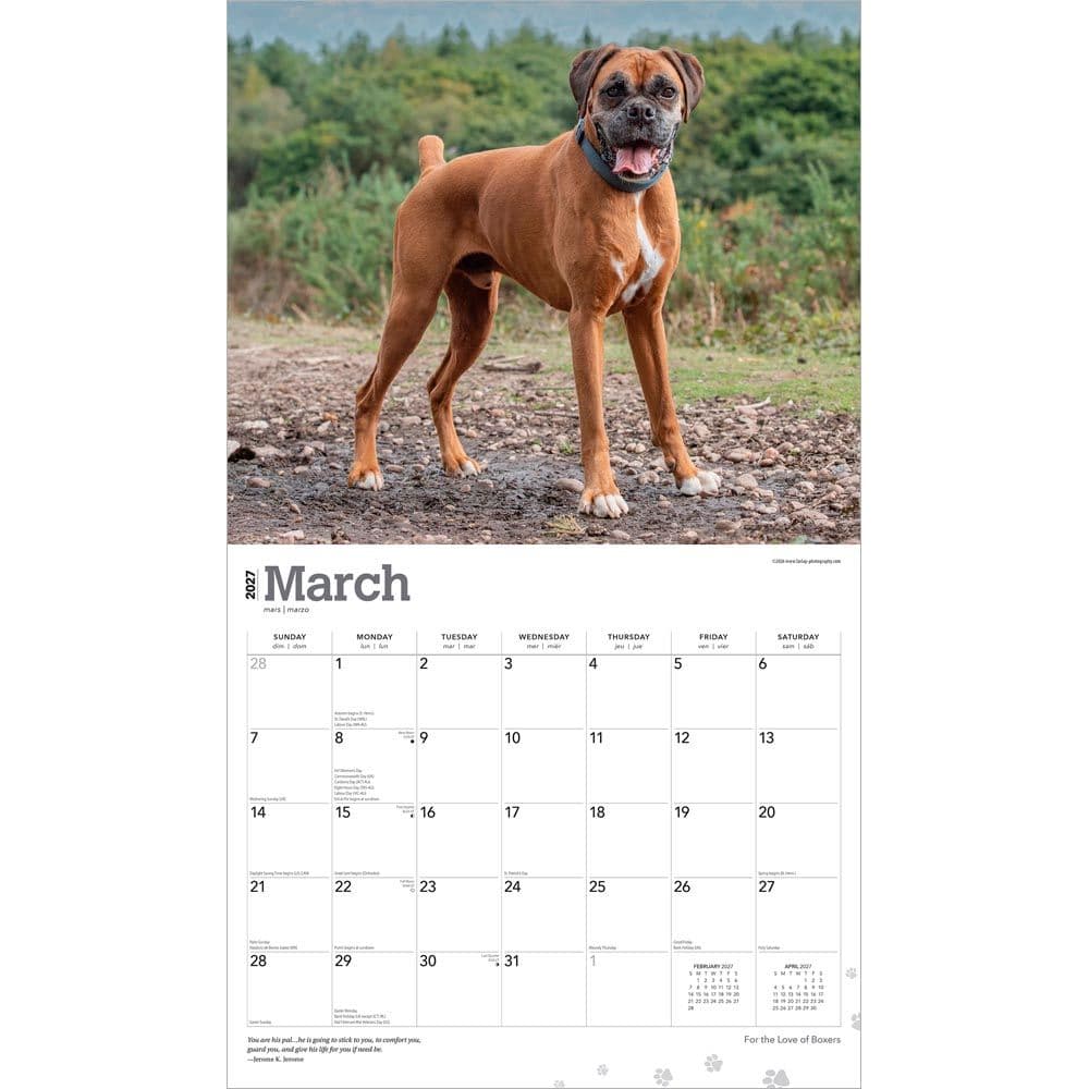 Boxers 2027 Deluxe Wall Calendar Second Alternate Image