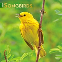image Songbirds Square 2027 Wall Calendar Main Product Image