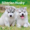 image Siberian Husky Puppies 2027 Mini Wall Calendar Main Product Image
