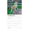 image Shiba Inu 2027 Wall Calendar Third Alternate Image