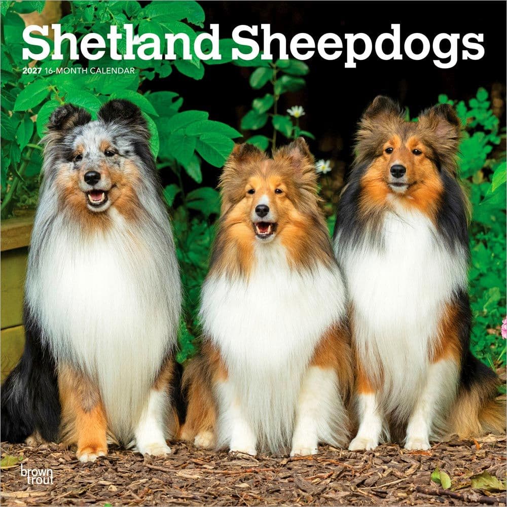 Shetland Sheepdogs 2027 Wall Calendar Main Product Image