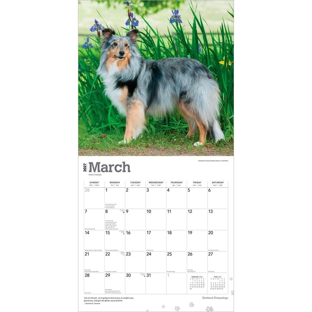 Shetland Sheepdogs 2027 Wall Calendar Second Alternate Image