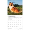 image Shetland Sheepdogs 2027 Wall Calendar Third Alternate Image