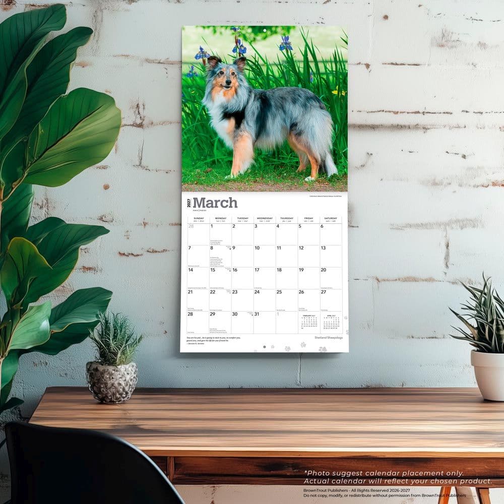 Shetland Sheepdogs 2027 Wall Calendar Fourth Alternate Image