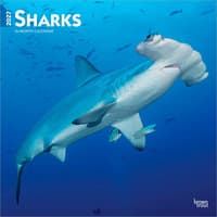 image Sharks 2027 Wall Calendar Main Product Image