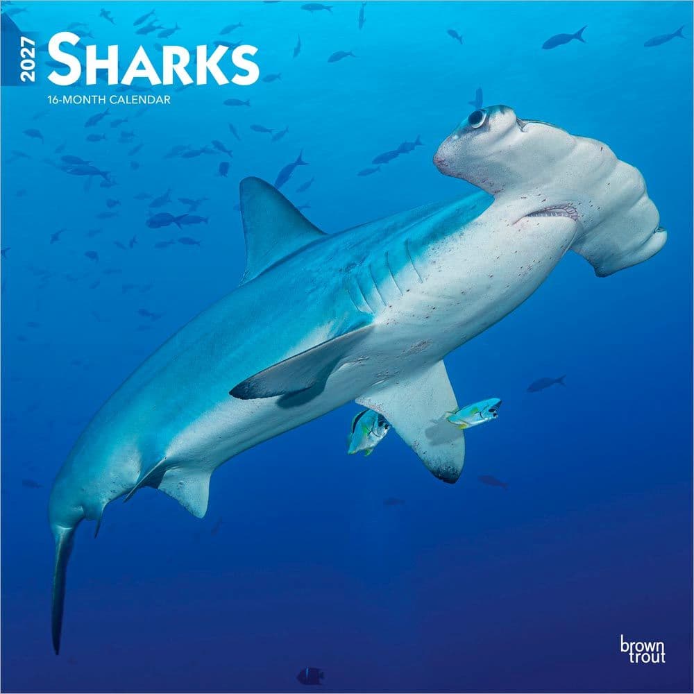 image Sharks 2027 Wall Calendar Main Product Image