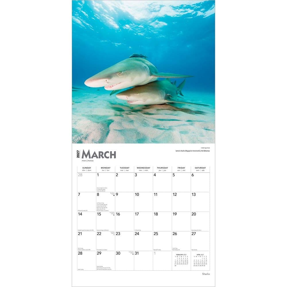 Sharks 2027 Wall Calendar Second Alternate Image