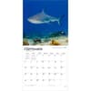 image Sharks 2027 Wall Calendar Third Alternate Image