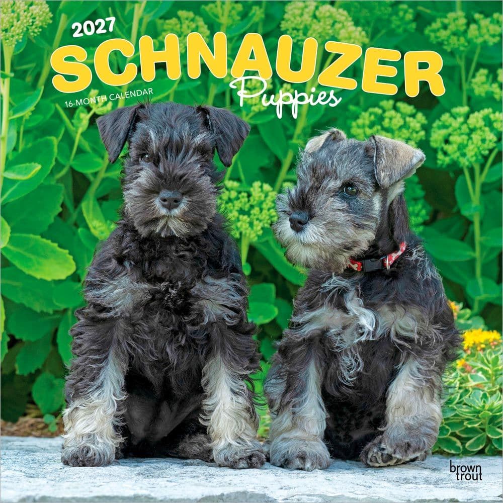 Schnauzer Puppies 2027 Wall Calendar Main Product Image