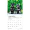 image Schnauzer Puppies 2027 Wall Calendar Third Alternate Image