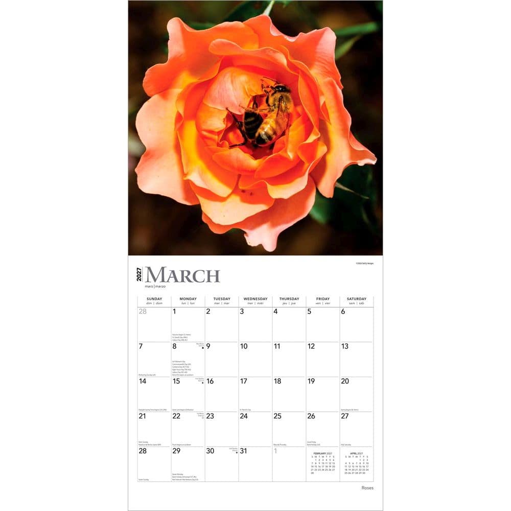 Roses 2027 Wall Calendar - Calendars.com