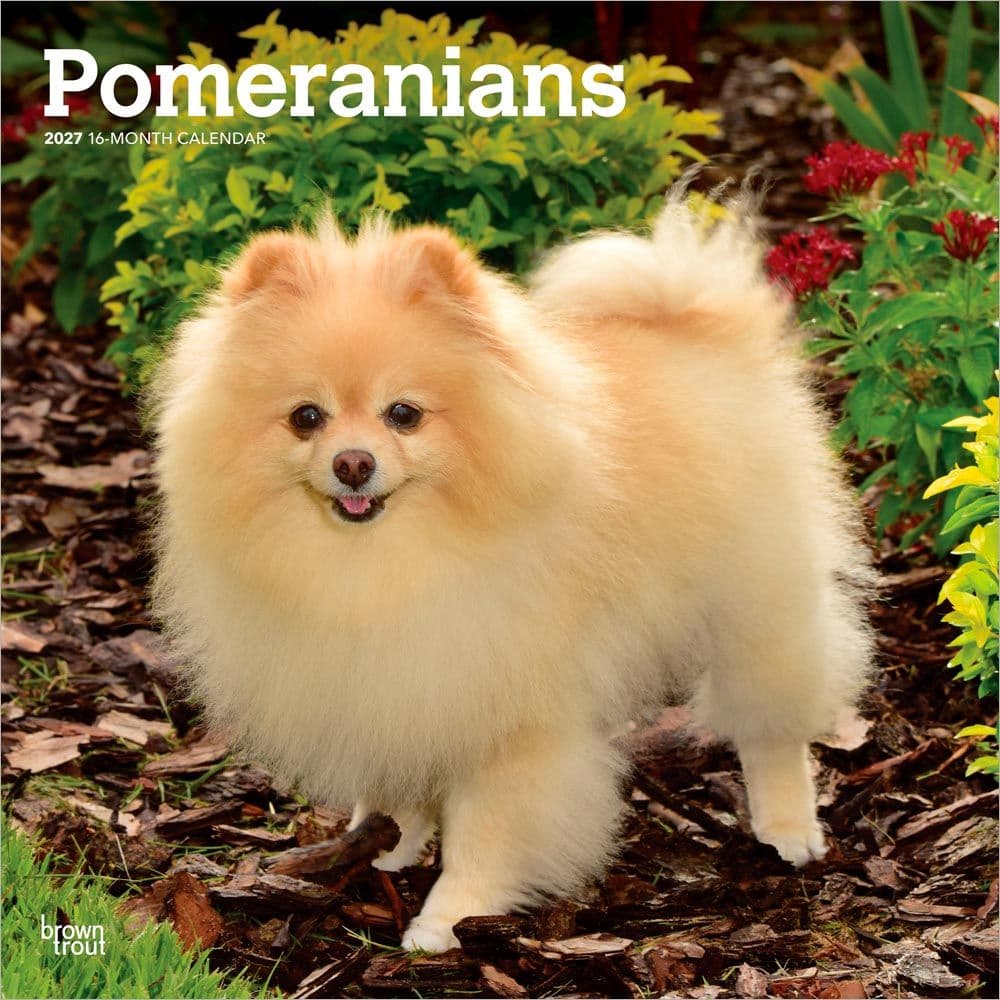 image Pomeranians 2027 Wall Calendar Main Product Image