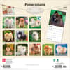 image Pomeranians 2027 Wall Calendar First Alternate Image