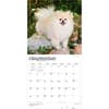 image Pomeranians 2027 Wall Calendar Third Alternate Image