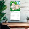 image Pomeranians 2027 Wall Calendar Fourth Alternate Image