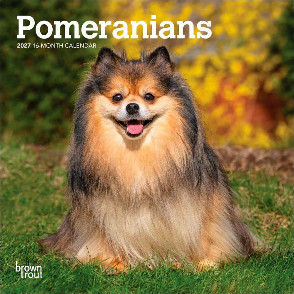 image Pomeranian 2027 Mini Wall Calendar Main Product Image