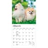 image Pomeranian 2027 Mini Wall Calendar Second Alternate Image