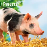image Piglets 2027 Wall Calendar Main Product Image
