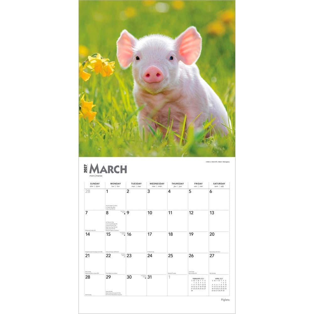 Piglets 2027 Wall Calendar Second Alternate Image