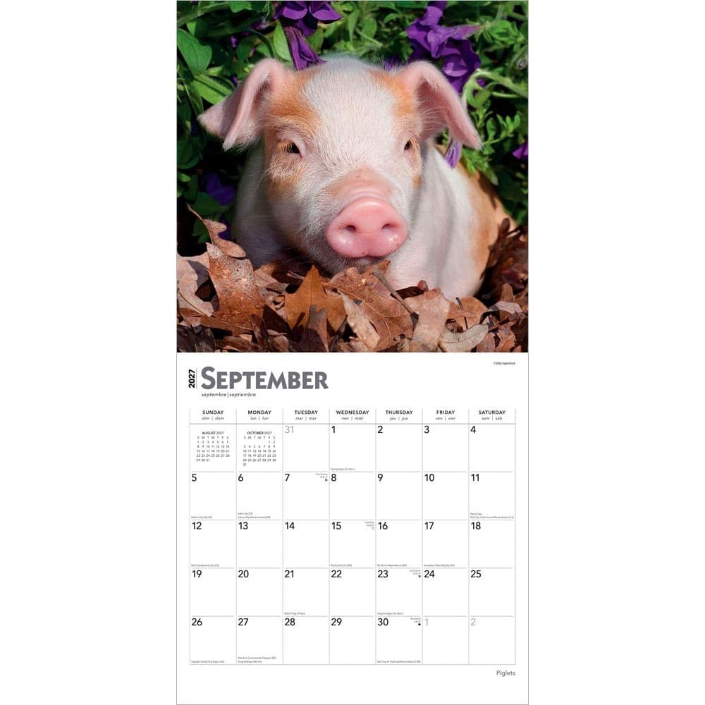 Piglets 2027 Wall Calendar Third Alternate Image
