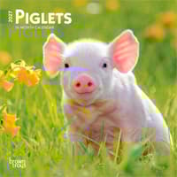 image Piglets 2027 Mini Wall Calendar Main Product Image