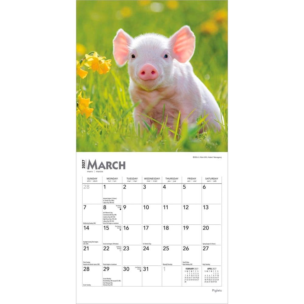 Piglets 2027 Mini Wall Calendar Second Alternate Image