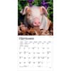 image Piglets 2027 Mini Wall Calendar Third Alternate Image