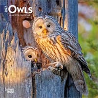 image Owls 2027 Mini Wall Calendar Main Product Image