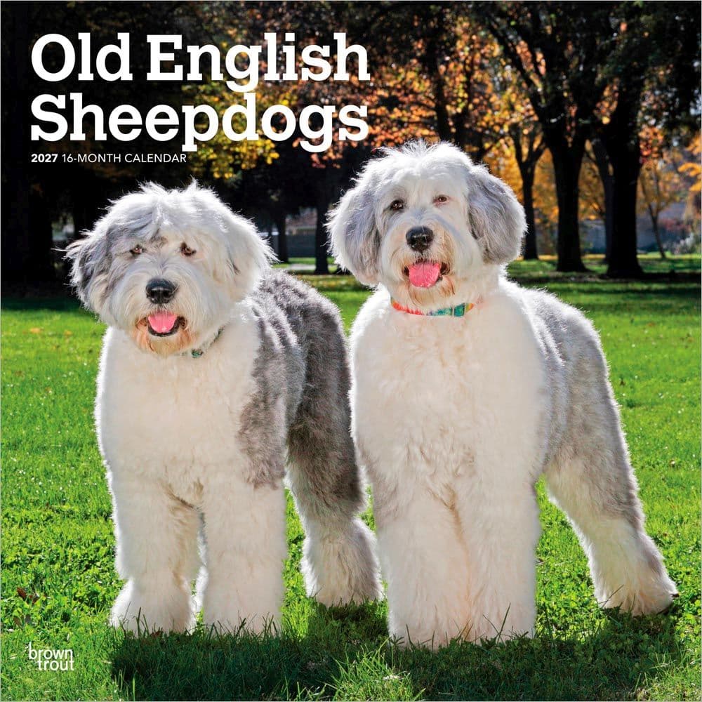 Old English Sheepdogs 2027 Wall Calendar Main Product Image