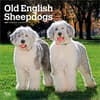 image Old English Sheepdogs 2027 Wall Calendar Main Product Image
