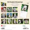 image Old English Sheepdogs 2027 Wall Calendar First Alternate Image