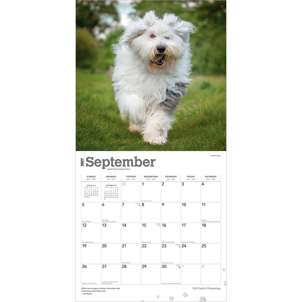 Old English Sheepdogs 2027 Wall Calendar Third Alternate Image